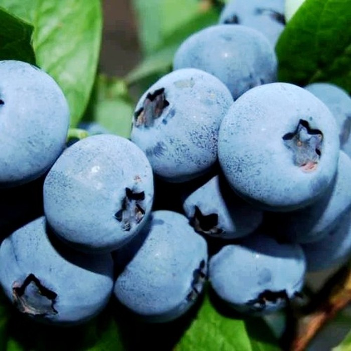 Бонус C2 голубика 2 года 