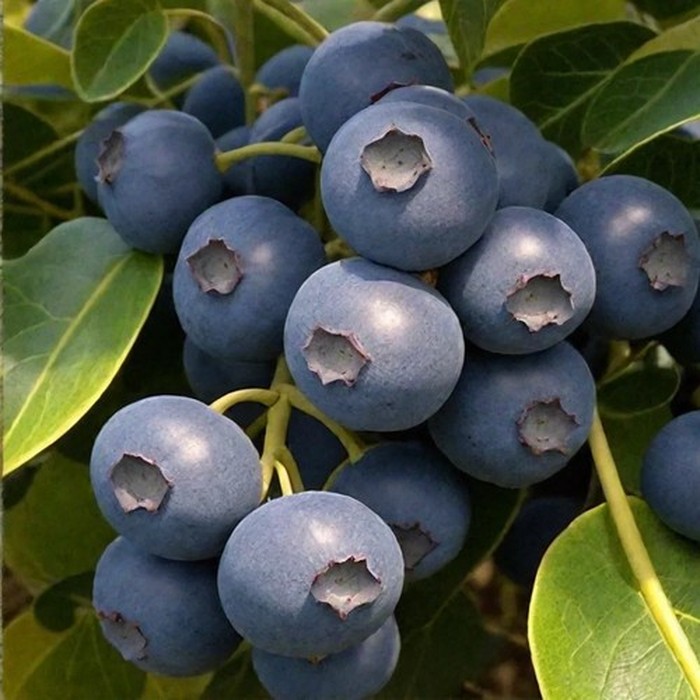 Полярис C2 голубика 2 года 