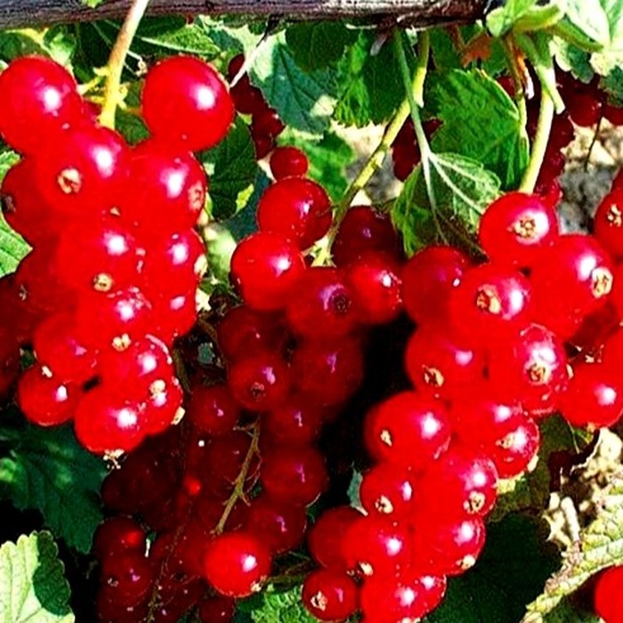 Мармеладница C1 красная смородина 