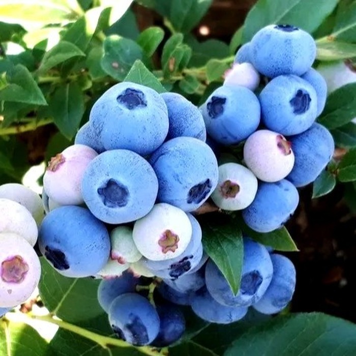 Нортланд C2 голубика 1 год 