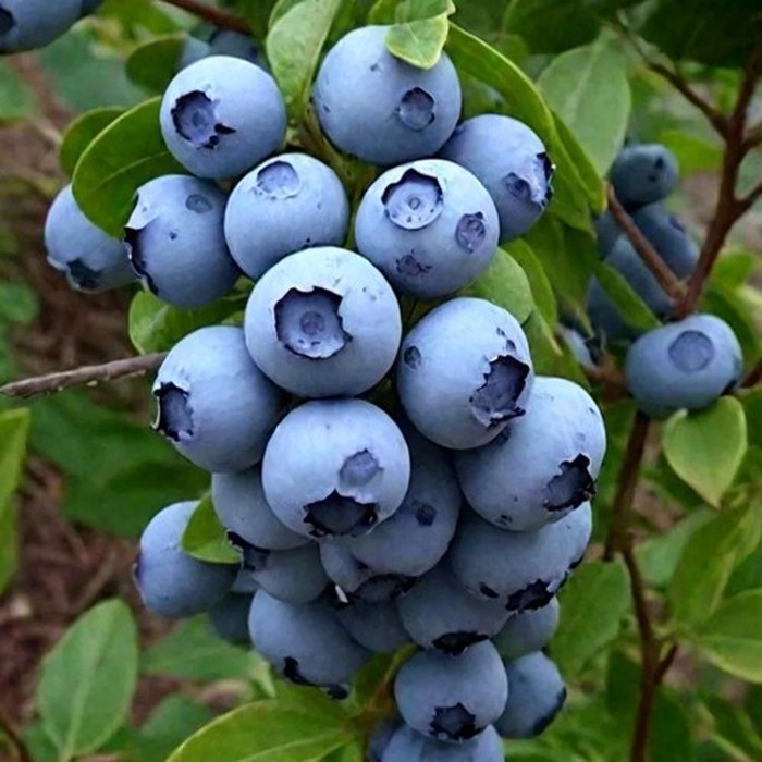 Чандлер C2 голубика 1 год 