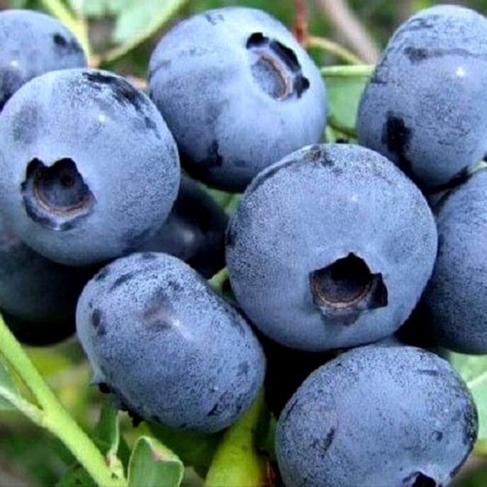 Спартан C2 голубика 1 год 