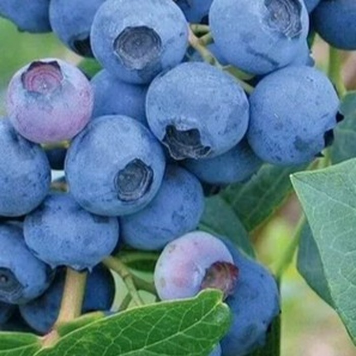 Эрлиблю C2 голубика 1 год 