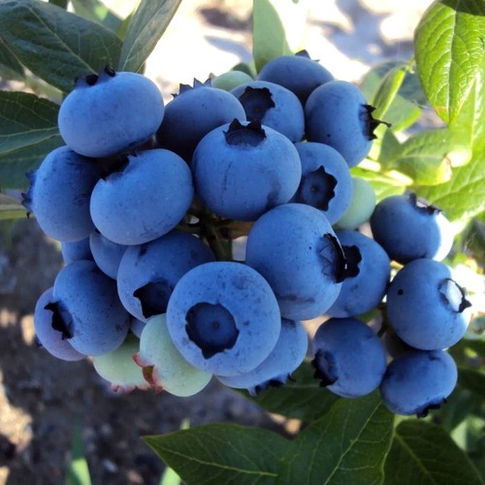 Дюк C2 голубика 1 год 