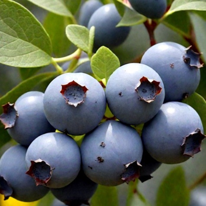 Ханна Чойс C2 голубика 1 год 