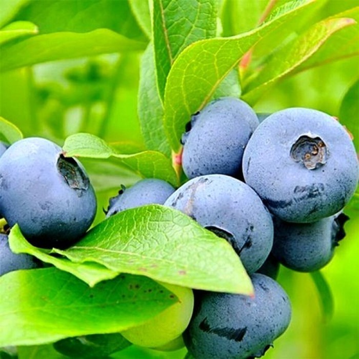 Гурон C2 голубика 1 год 