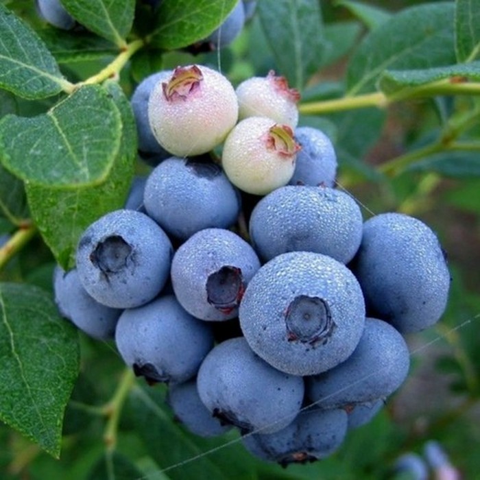 Элизабет C2 голубика 1 год 