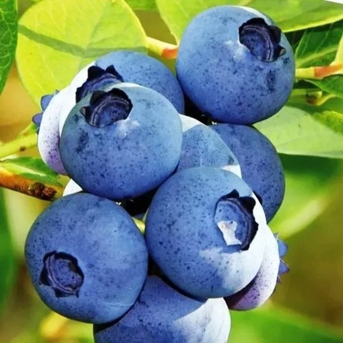 Блюголд C2 голубика 1 год 