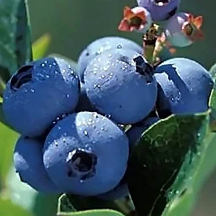 Полярис C2 голубика 1 год 