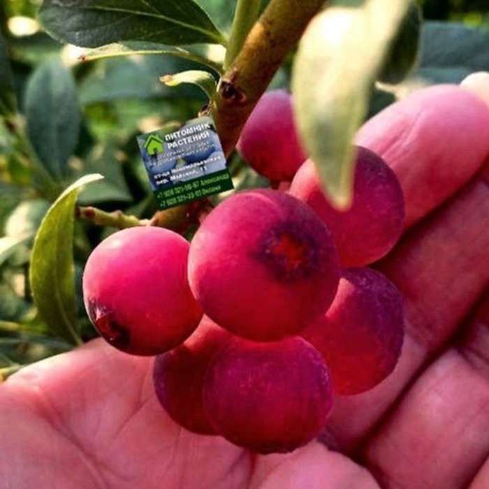 Пинк Лимонад P9 голубика 1 год