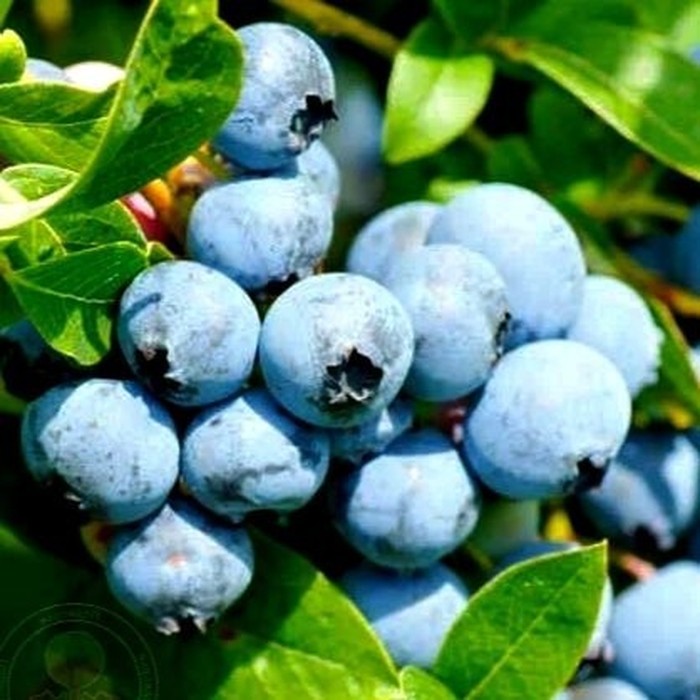 Свитхарт P9 голубика 1 год