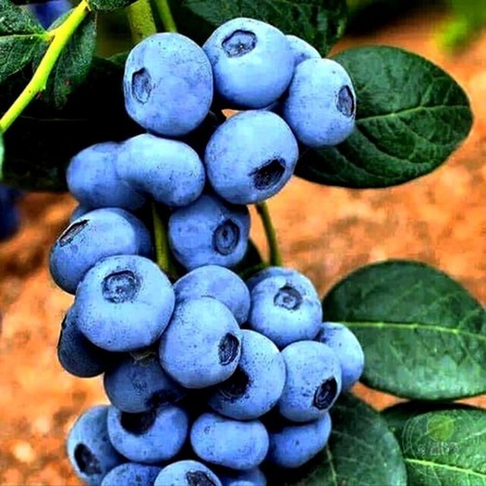 Калипсо P9 голубика 1 год