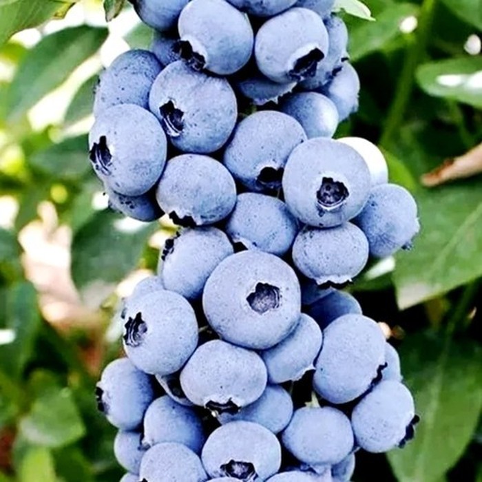 Титаниум P9 голубика 1 год 