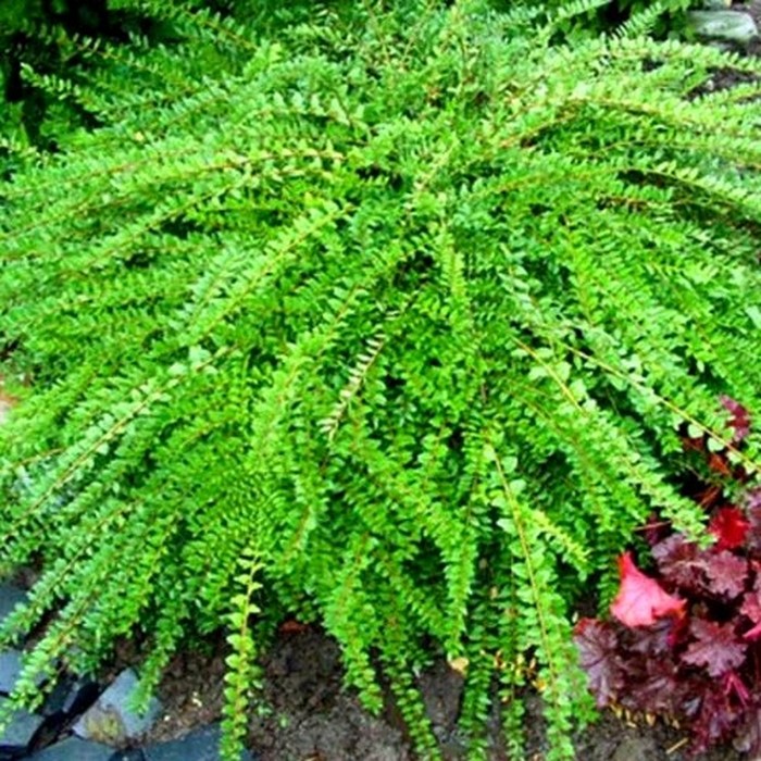 Жимолость C1 декоративная шапочная