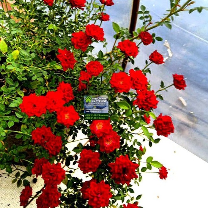 Фейри Денс P9 роза