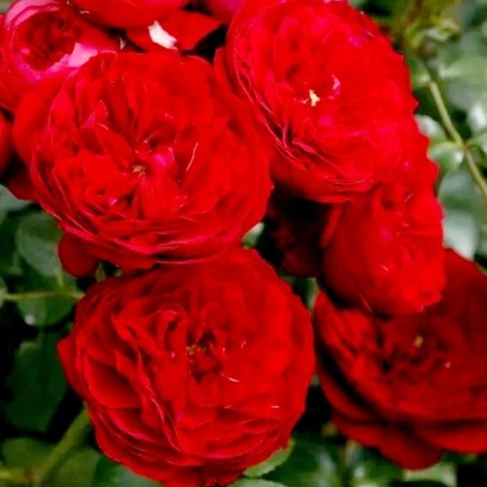 Красная шапочка роза