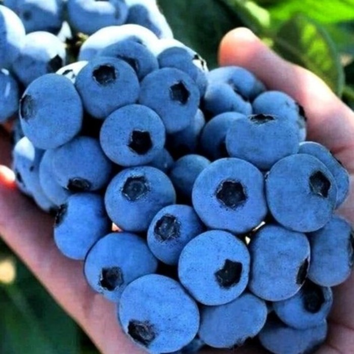 Катадин C2 голубика 2 года 