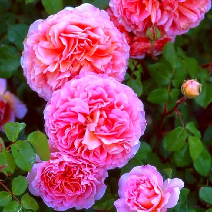 Центифолия Мускоза роза