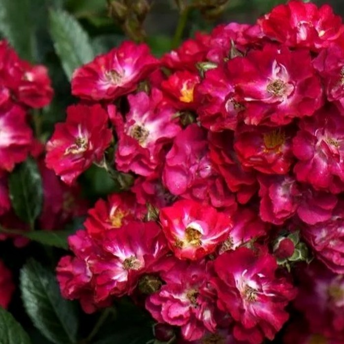 Альберих роза