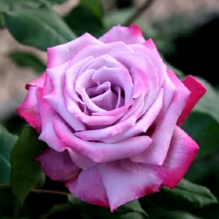 Парадиз роза