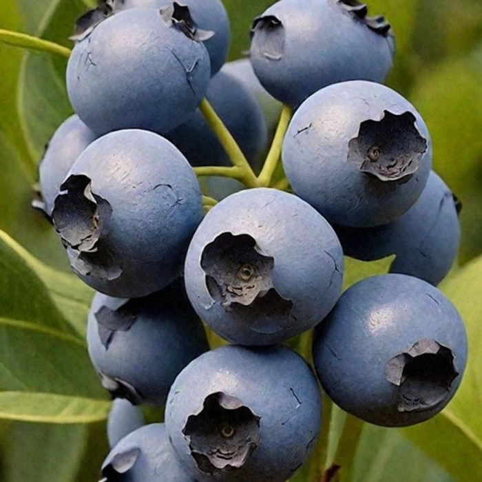 Цукер Траубе C2 голубика 2 года 