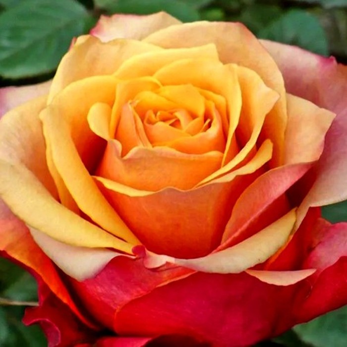 Черри Бренди роза