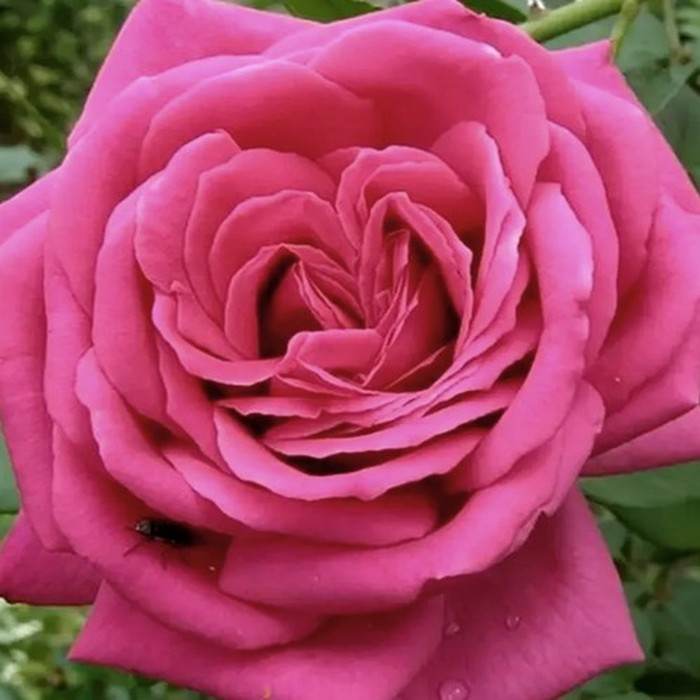 Ланком роза