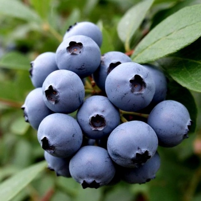 О'нил C2 голубика 2 года 