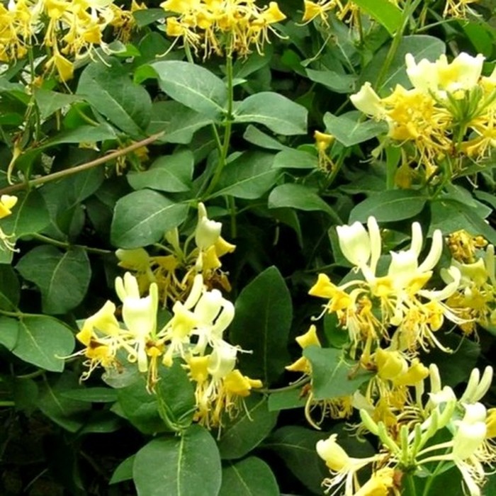 Жимолость каприфоль P9 желтая