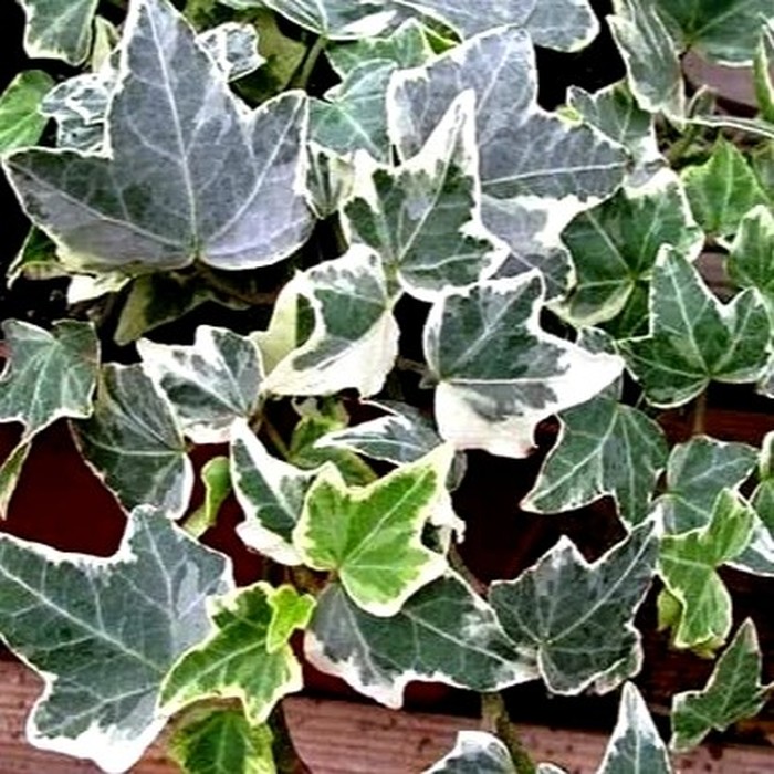 Плющ P9 пестролистный