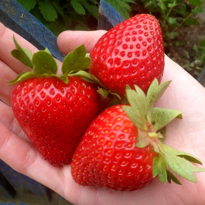 Мурано НСД клубника 10 штук