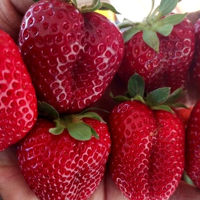 Кабрило НСД клубника 10 штук