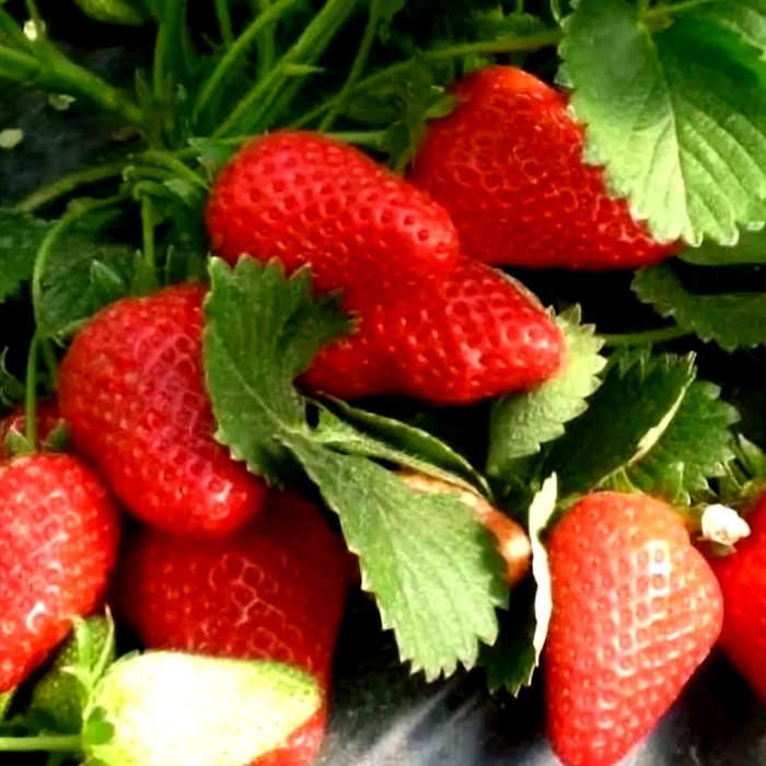 Альбион НСД клубника 10 штук 