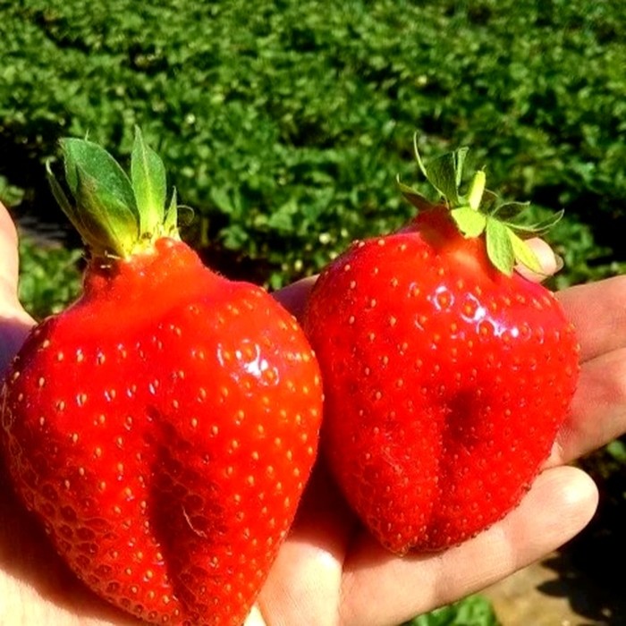 Азия КСД клубника 10 штук 