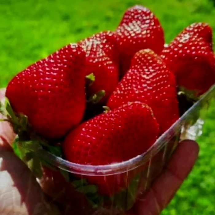 Скала КСД клубника 10 штук 