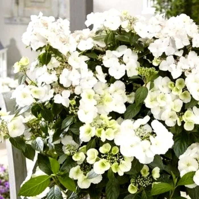 Сбежавшая невеста P9 гортензия