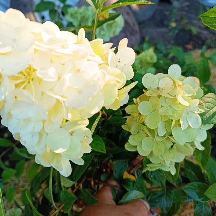 Беби Лейс P9 гортензия