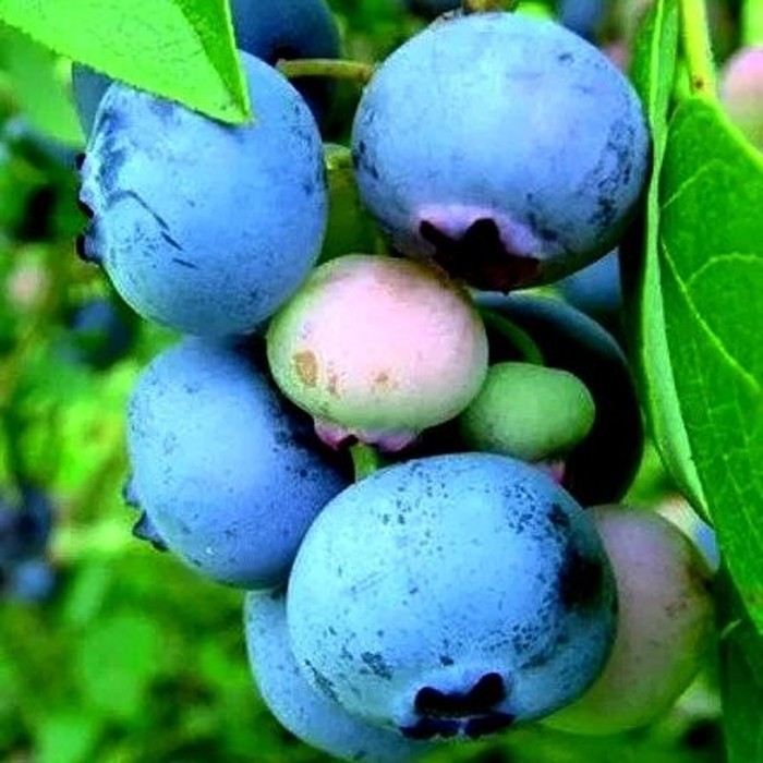 Конкорд C2 голубика 2 года 