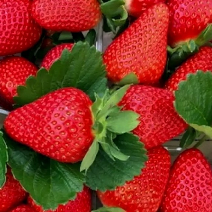 Ами КСД клубника 10 штук