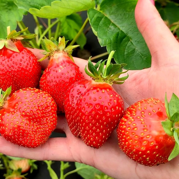 Джоли КСД клубника 10 штук 