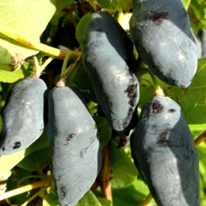 Голубой банан P9 жимолость 