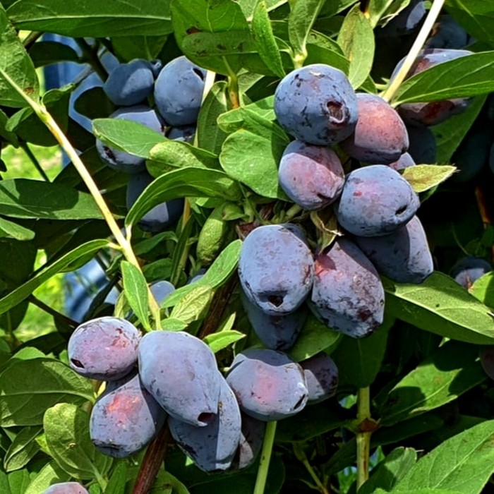 Блю Треже P9 жимолость 