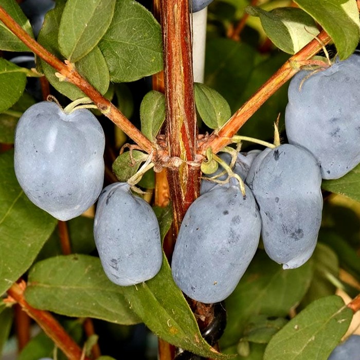 Бореал Бьюти P9 жимолость 