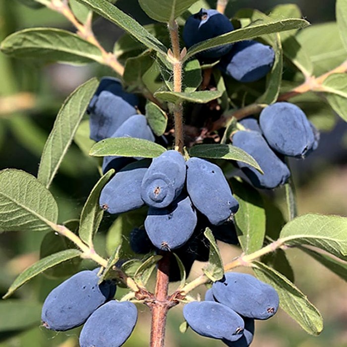 Хоней Би P9 жимолость 