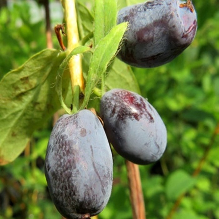 Клубничная сенсация P9 жимолость