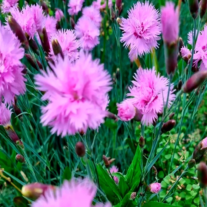 Гвоздика перистая P9 розовая махровая