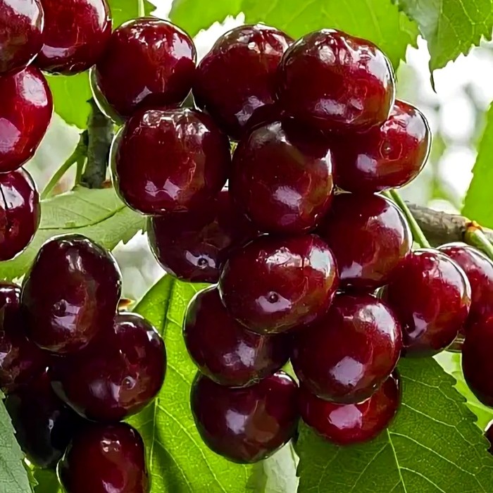 Черевишня (Дюк)