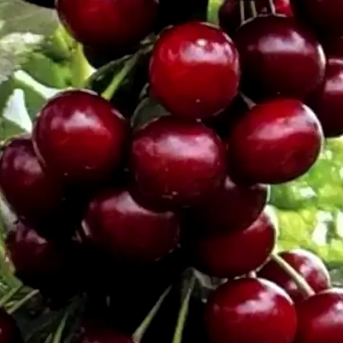 Облачинская вишня