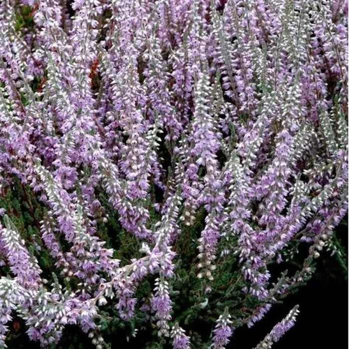 Вереск P9 Сильвер Найт