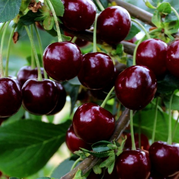 Подбельская вишня